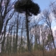 Photograph of a Monkey Puzzle tree in Duff House grounds