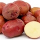 A photo of Kerr's Pinks potatoes
