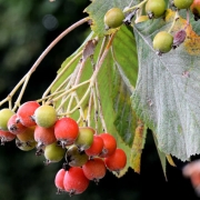Colour photo of leaves and berries