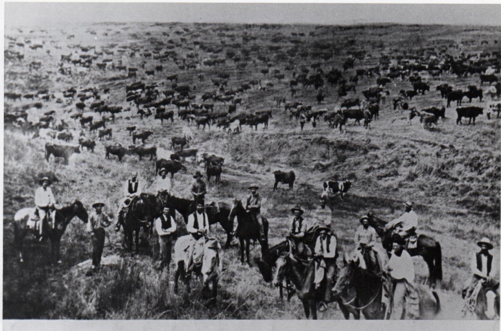 Black and white photo of men on horseback and lots of cattle