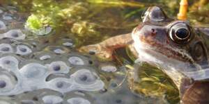 Frog spawn and a frog
